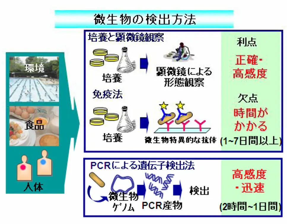 微生物の検出方法 図