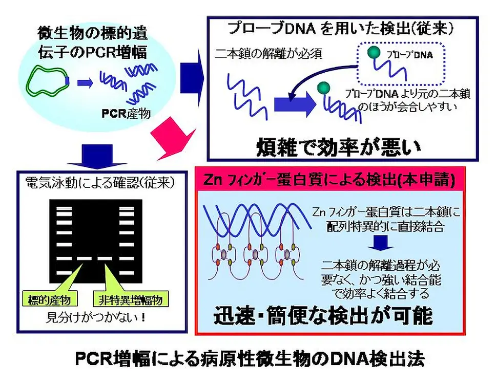 PCR増幅による病原性微生物のDNA検出法 図