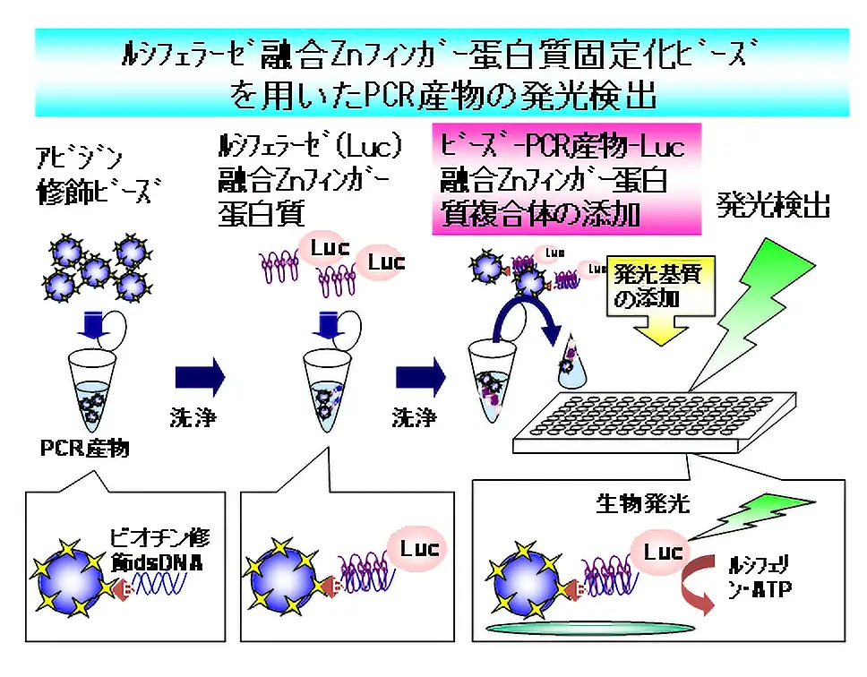 ルシフェラーゼ融合Znフィンガー蛋白質固定化ビーズを用いたPCR産物の発光検出 図